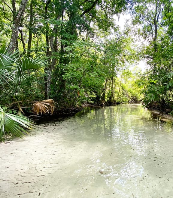 a river flowing through a forest with trees