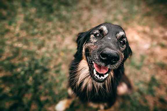 a black and brown dog with its mouth open