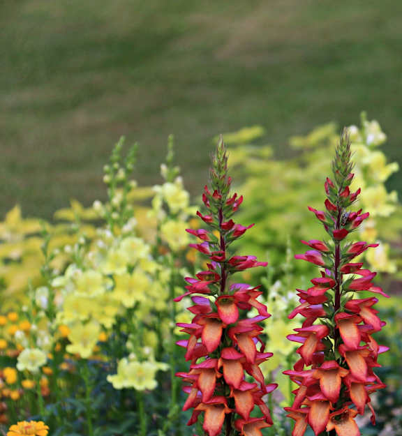 A close up of a red foxglove plant in the foreground with other flowers in the background.