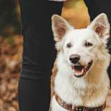 A white dog with a brown collar is standing next to a person.