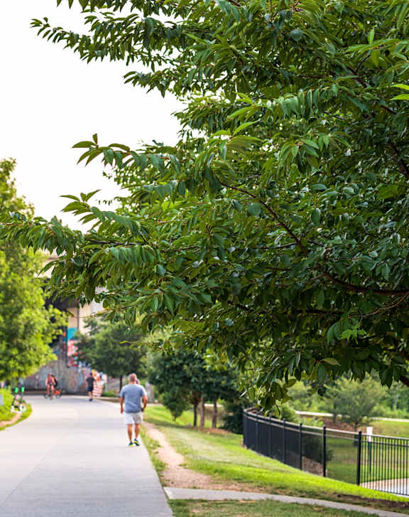 A person is walking on a path with trees on both sides.