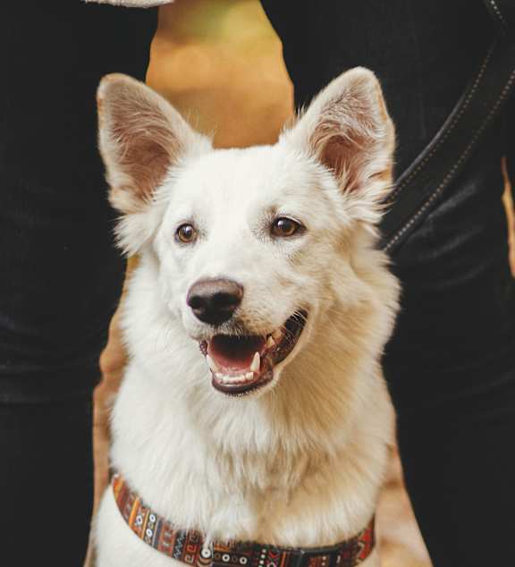 A white dog with a brown collar is standing next to a person.