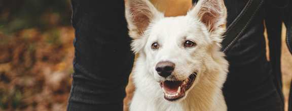 A white dog with a brown collar is standing next to a person.
