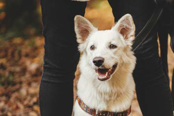 A white dog with a brown collar is standing next to a person.