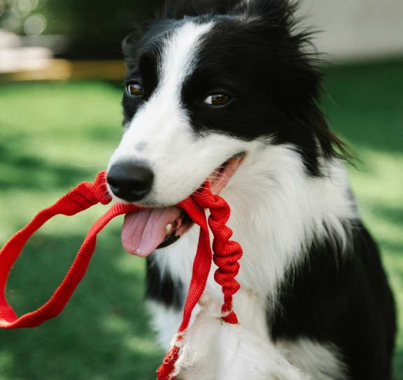 a black and white dog with a red leash in its mouth