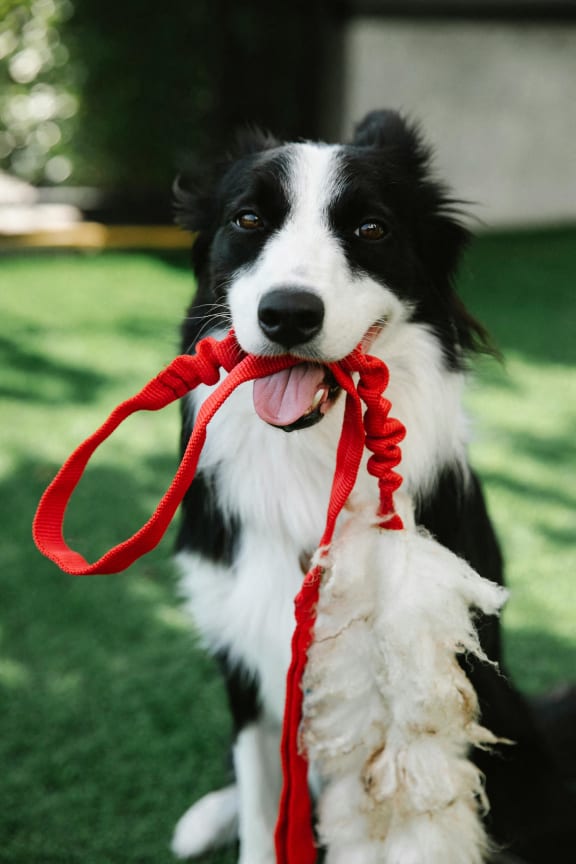 a black and white dog holding a red leash in its mouth