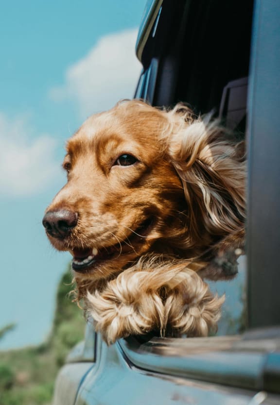 a dog sticking its head out of a car window