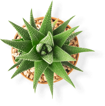 a picture of a green cactus in a pot
