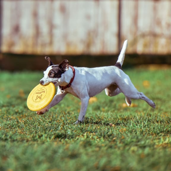 a dog running with a frisbee in its mouth