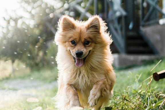 a small dog running through the grass