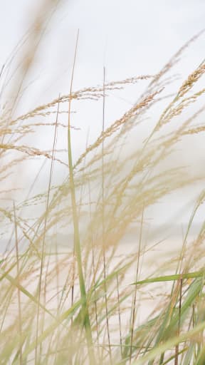 a close up of tall grass on the beach