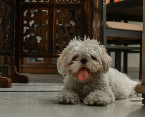 A small white dog with its tongue out is sitting in front of a wooden screen.