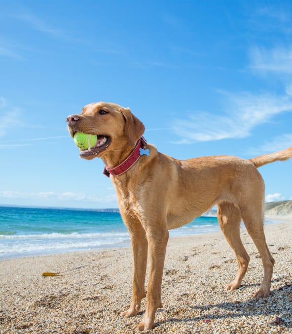 Dog Near The Beach at Bay Harbor, Florida, 33919