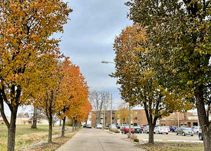 A tree-lined street with autumn leaves on the ground.