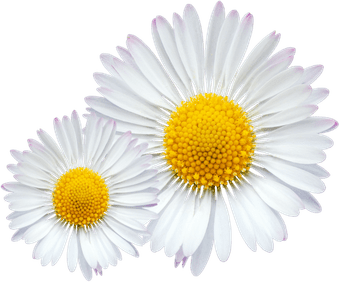 Two white daisies with yellow centers are shown.