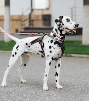 A Dalmatian dog is standing on a leash.