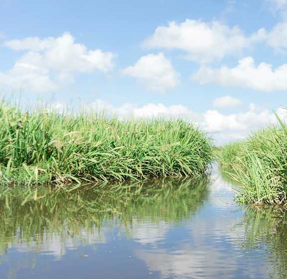 A body of water with green reeds on the banks.