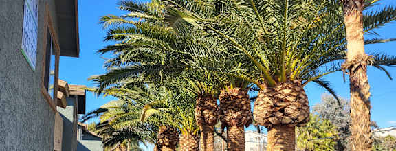 a swimming pool with palm trees and apartments in the background at Sunset Winds Apartments, Henderson, NV 89014