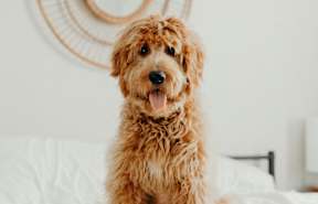 A brown dog is sitting on a white bed.