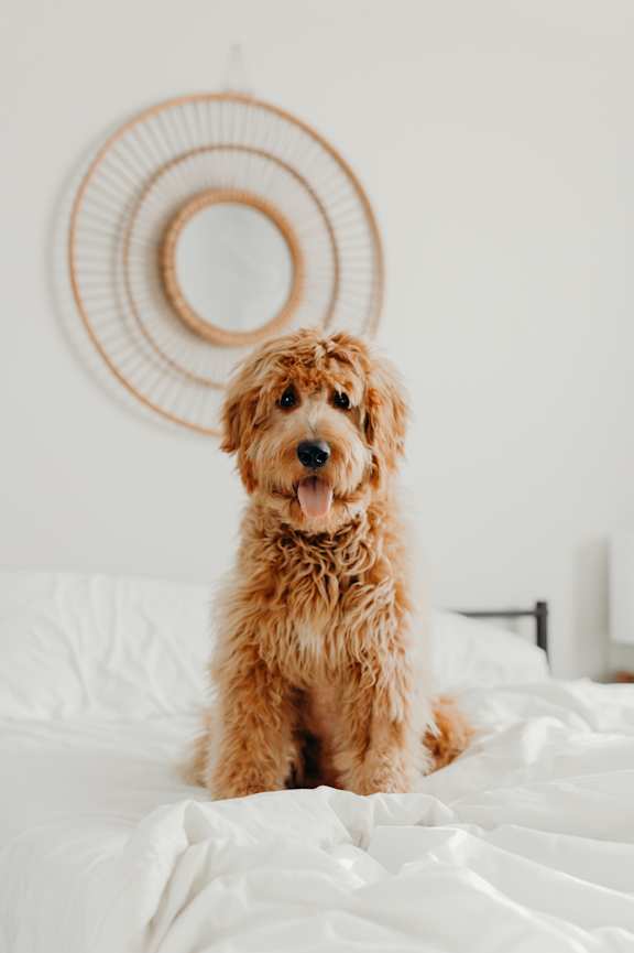 A brown dog is sitting on a white bed.