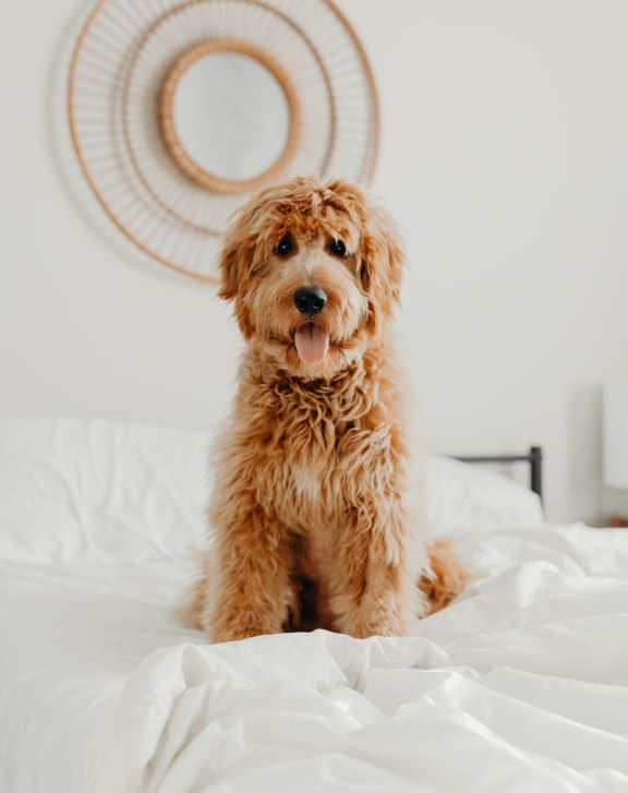 a dog sitting on a bed with white sheets