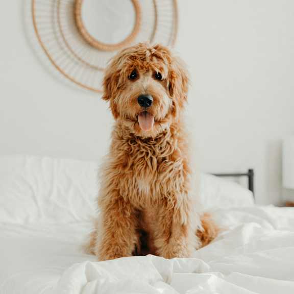 A brown dog is sitting on a white bed.