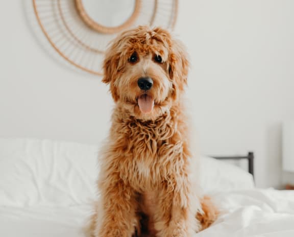 Brown curly haired dog sitting on a white bed. 