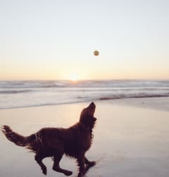 a dog chasing a frisbee on the beach