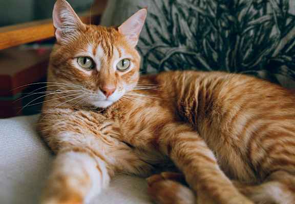 an orange cat laying on a couch in a living room