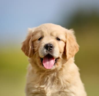 Pet Friendly Apartments at Lenox at Bloomingdale Luxury Apartments in Brandon FL