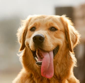 Pet-Friendly Community at Grady Square Luxury Apartments in Tampa, FL