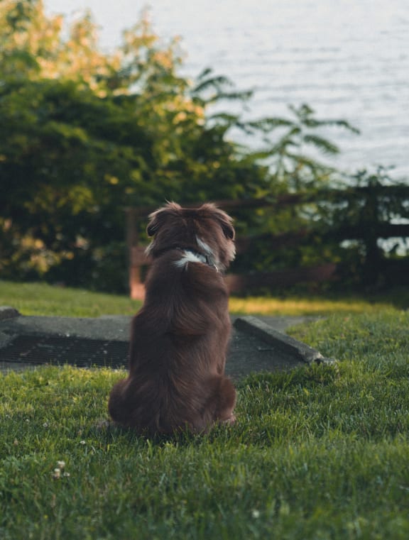 a brown dog sitting on the grass