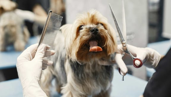 a dog being groomed with a comb and scissors