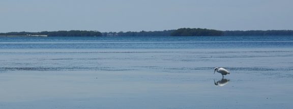 A white bird is standing in the water.