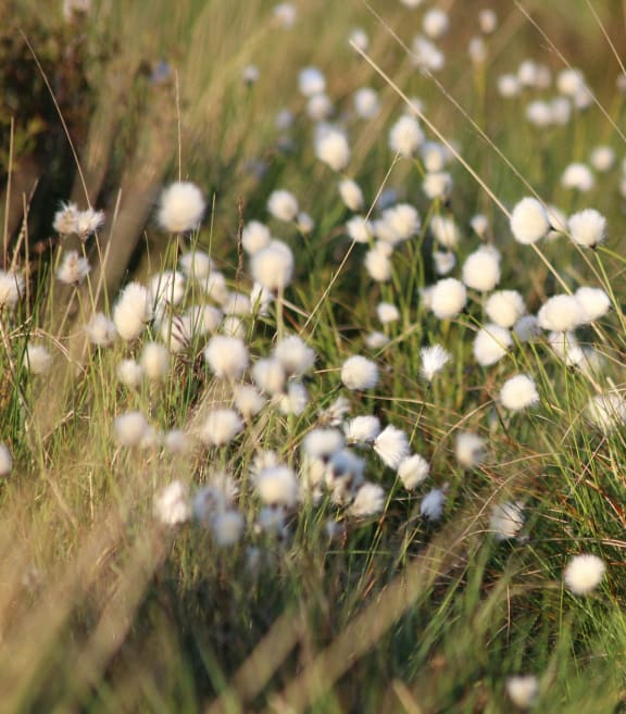a field of white flowers in the grass