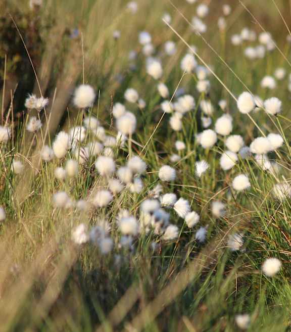 A field of white flowers with green stems.