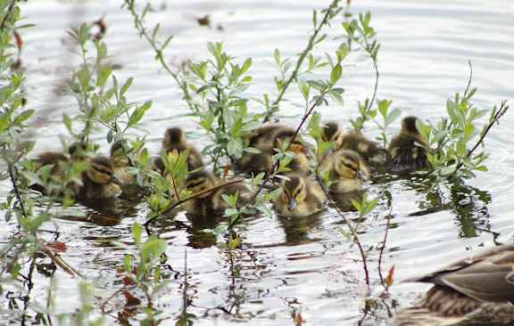 a group of ducklings swimming in the water