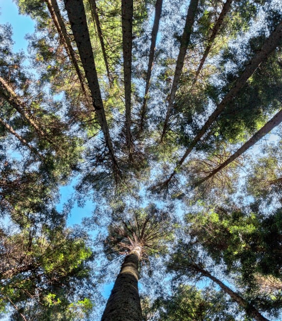 Tall tree canopy with sunshine