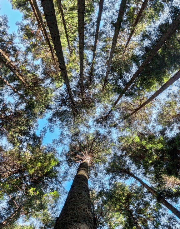 Tall tree canopy with sunshine