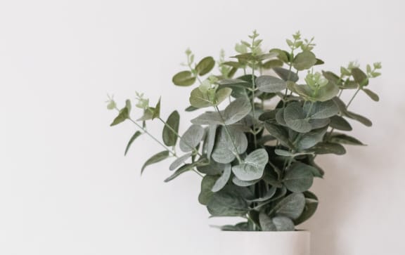 a white vase with a green plant on a white table against a white wall