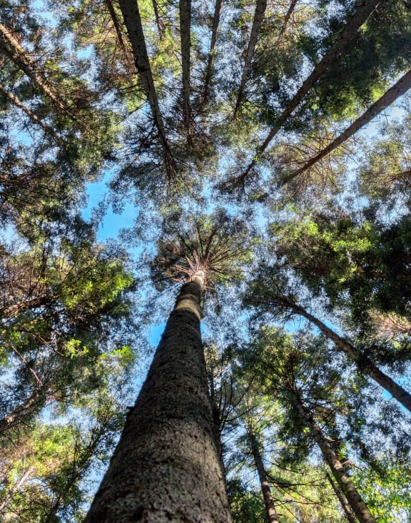 Tall tree canopy with sunshine