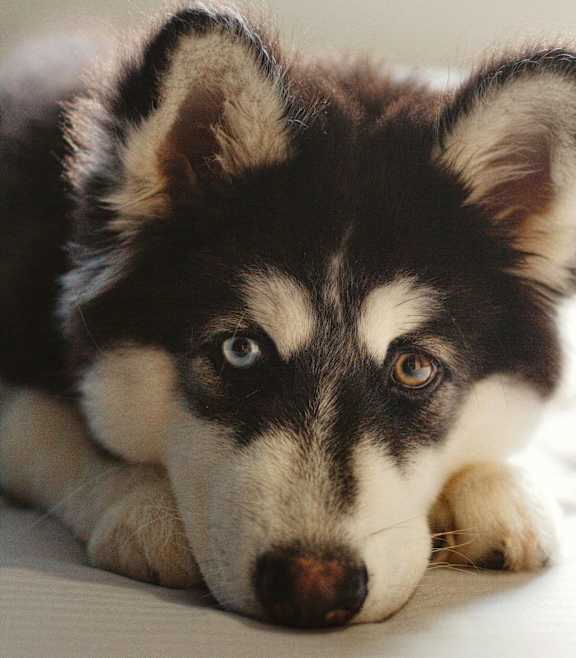 A black and white dog resting peacefully on the ground.