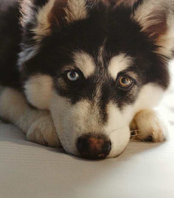 A black and white husky dog laying down on the ground in a green park area.
