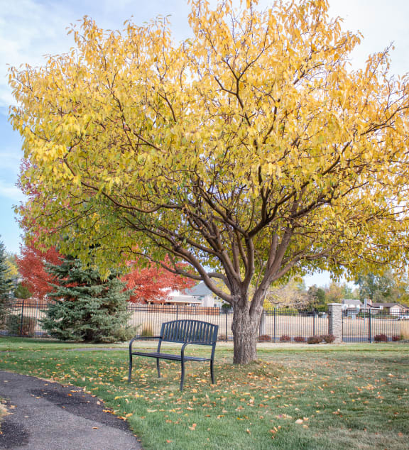 a park bench next to a tree with yellow leaves