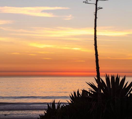 A tall plant stands in front of a sunset by the ocean.