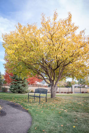 a park bench next to a tree with yellow leaves