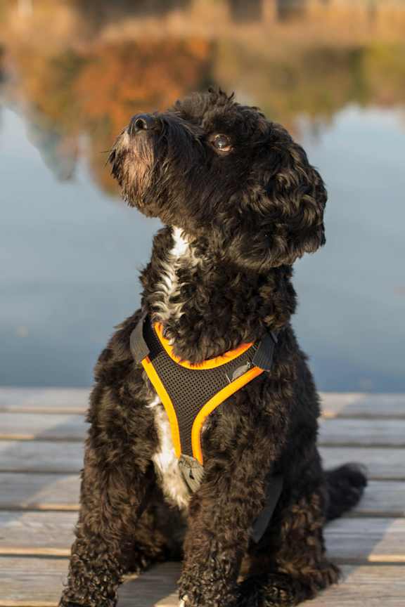 A black dog with a yellow and black harness sits on a dock.
