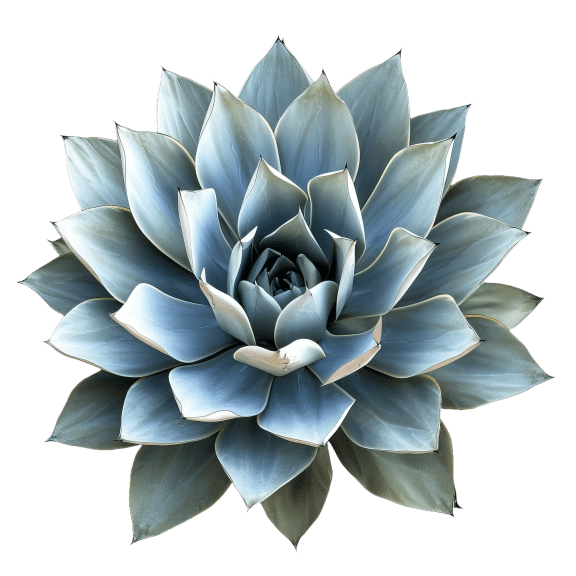 a large blue succulent plant with a white background at Agave House Apartments, Casa Grande, 85122
