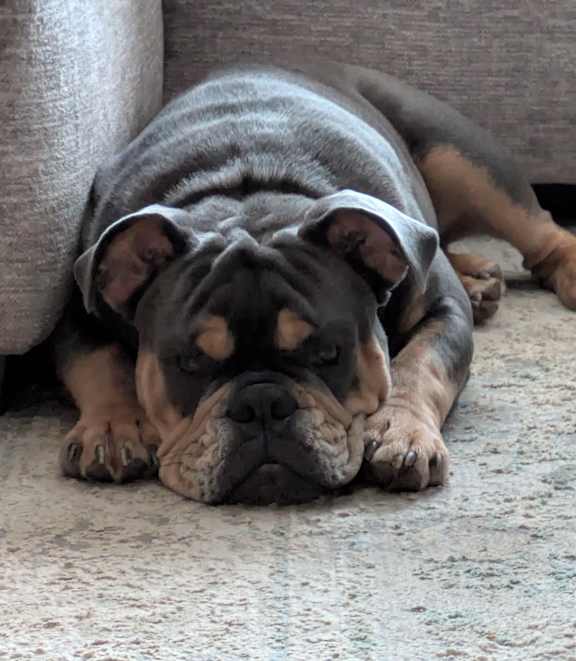 A dog with a grey coat is lying down on a carpeted floor.