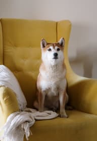 a dog sitting on a yellow chair